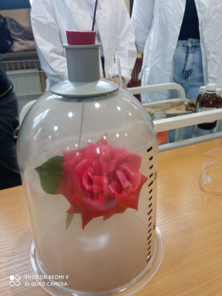 Szklany klosz, w środku czerwona różą, wokół róży biały dym.