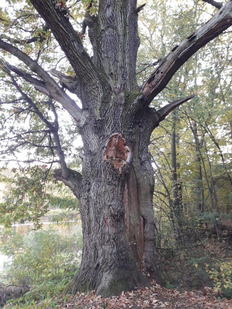 Na pierwszym planie drzewo - duży dąb